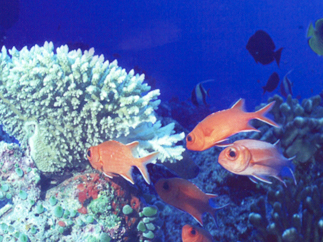 独特のやさしい風合いの無垢材のイメージ写真